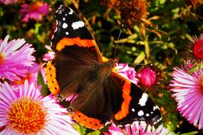 Nature Insect Butterfly Day