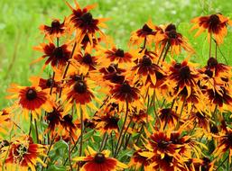 Flowers Nature Beauty