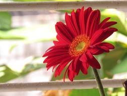 Plant Nature Flower