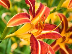 Flower Lily Blossom