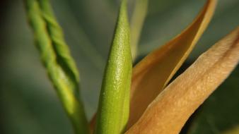 Leaf Outdoors Flora
