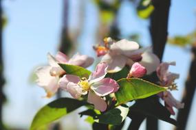 Flower Nature Plant