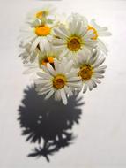 flower bouquet marguerite nature