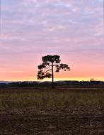 Tree Sky Nature