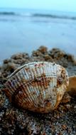 Sea Beach Nature