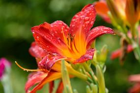 Flower Nature Relaxation
