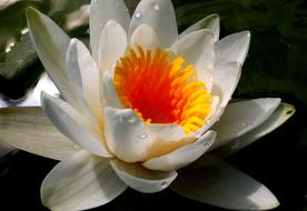 Lily Water Flower