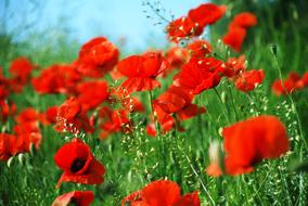 Poppies Meadow June