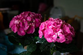 Hydrangea Flower Spring