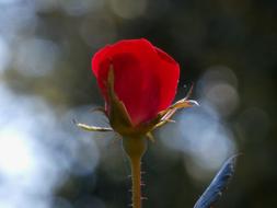 Flower Outdoors Nature