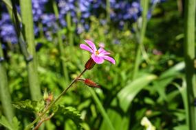 Cranesbill Flower Plant