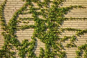 Brick Wall Yellow