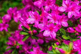 Azalea Flower Spring