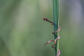 Nature Green Natural