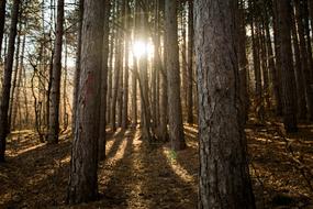 Wood Tree Nature