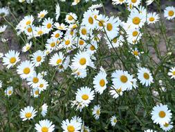 Chamomile Flowers Daisy