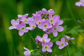 Cuckoo Flower Wildflowers Smock