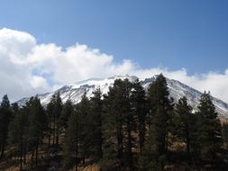 Mountain Trees Pine