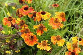 Coneflower Flowers Nature