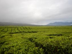 Tea Indonesia Agriculture