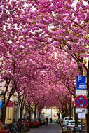 Flower Tree