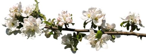 Blossom Bloom Spring