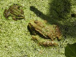 Frogs Amphibians Nature