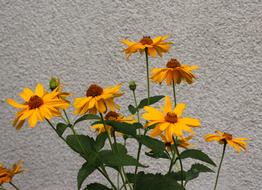Flowers Yellow macro garden