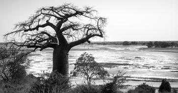 Baobab Tree Silhouetted Chobe