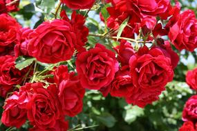 Rose Flower Flora