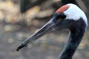 Beautiful japanese crane