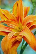 Flower Nature Plant