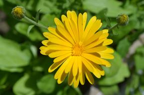 Calendula Flower Orange
