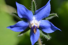 Nature Flower Garden