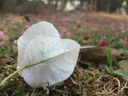 Nature Wood Leaf