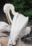 Nature Bird Feather Animal