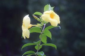 Nature Leaf Flora