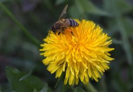 Dandelion Bee Yellow