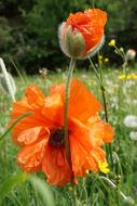 Poppy Flower Orange Nature