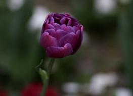 Tulip Mov Petals