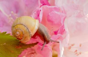Snail Shell Spiral