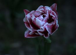 Tulip White Mov
