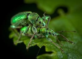 Insect Living Nature