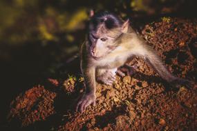 Monkey Animal Animals Wildlife