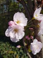 Flower Nature Plant