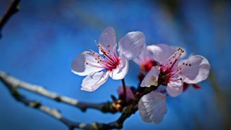 Japanese Cherry Trees Blossom