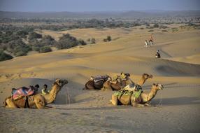 Camel Desert India