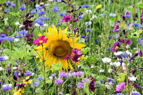 Sunflower Flower Summer