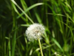 Dandelion Spring Summer Grass