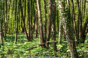 Wood Nature Landscape